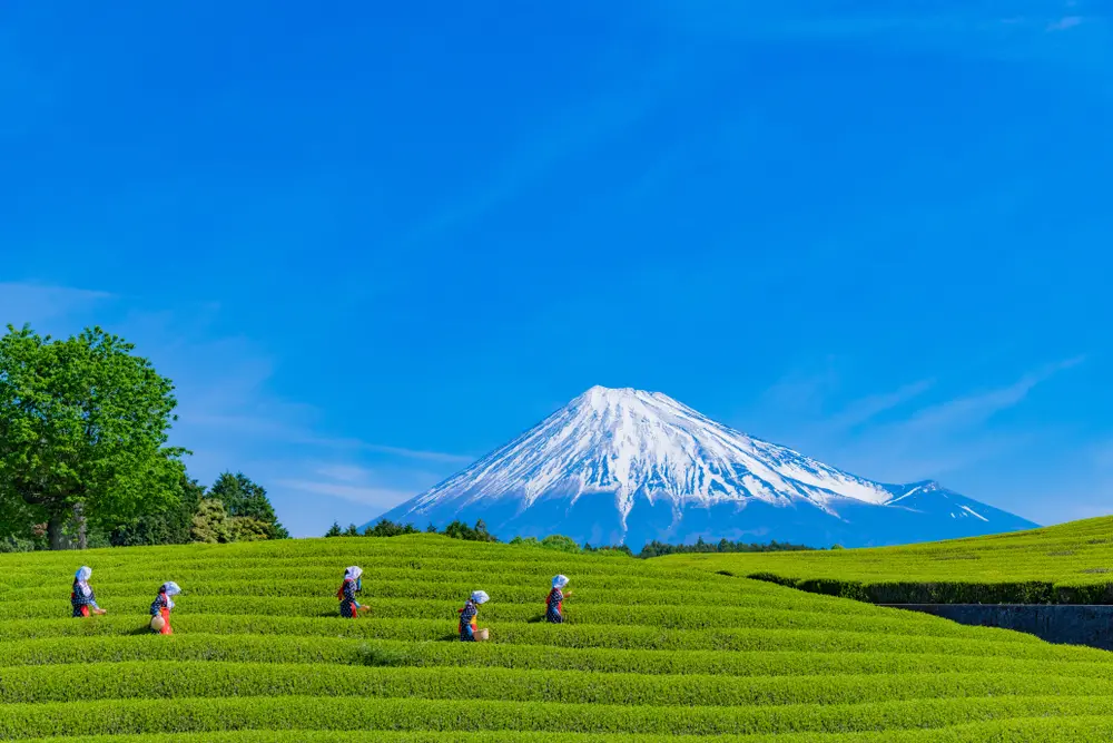 Shizuoka