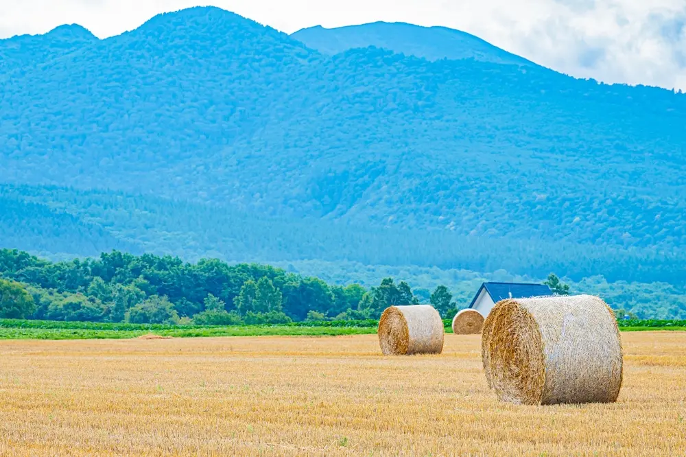 À la découverte de l'enchantement de Furano : un voyage à travers les ...