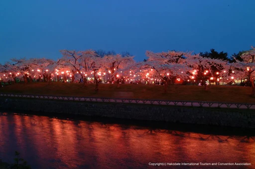 Night Cherry Blossom Illumination at Goryokaku Park