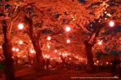 Night Cherry Blossom Illumination at Goryokaku Park