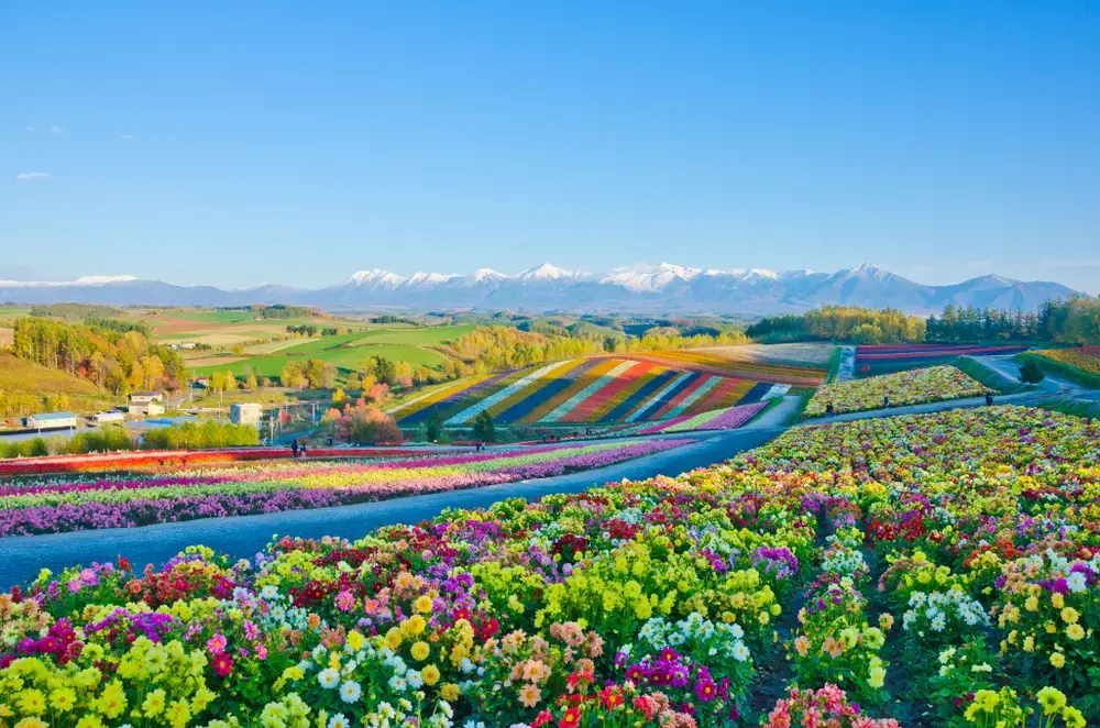 Hokkaido Spring