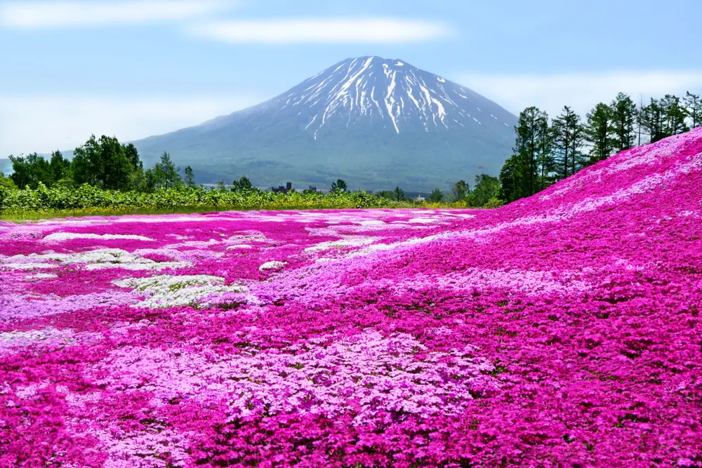 Hokkaido Spring