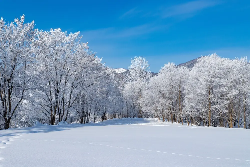 Hookaido Winter