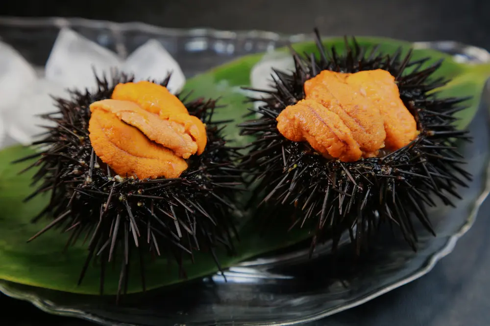 sea urchin