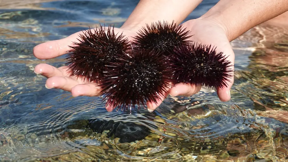 sea urchin