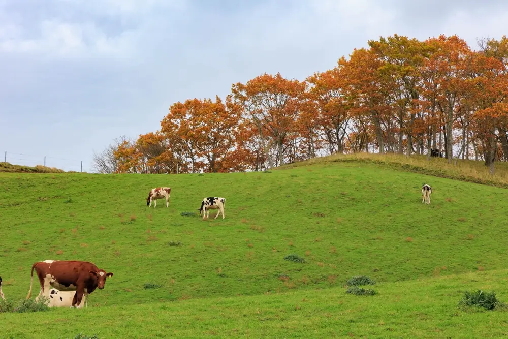 Hookaido Autumn