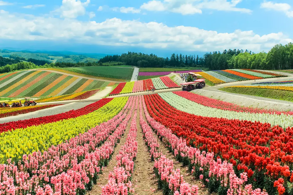 Hokkaido Spring