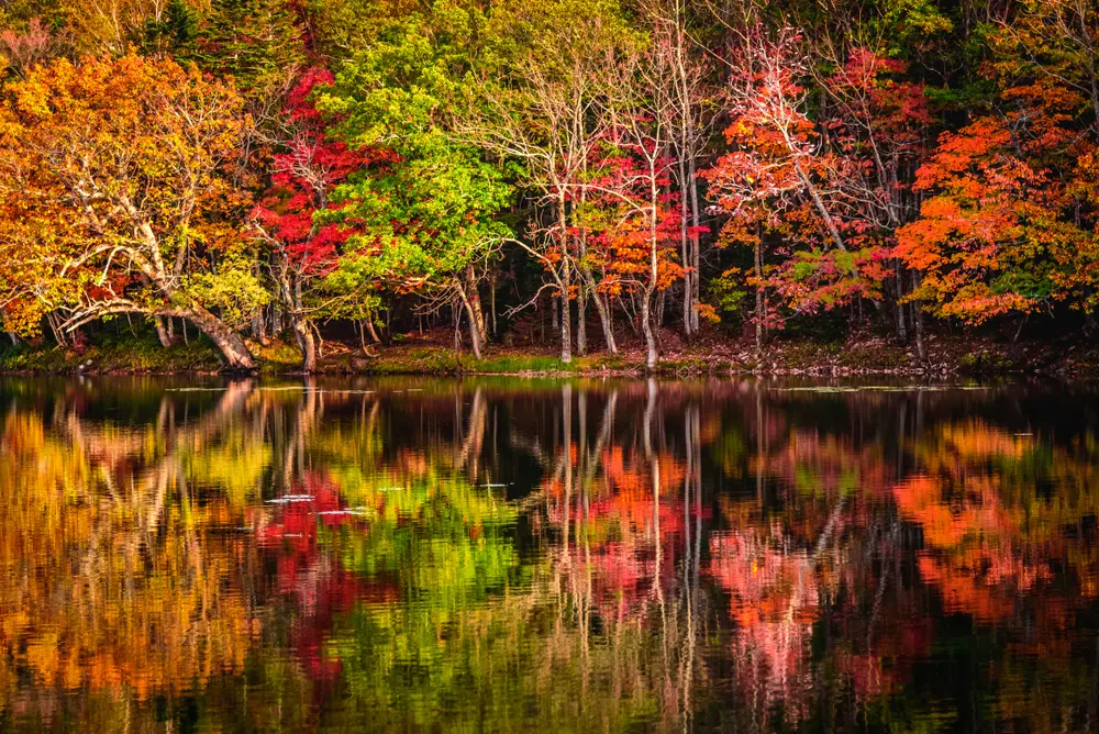 Hookaido Autumn