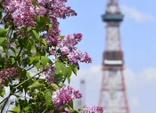 Sapporo Lilac Festival