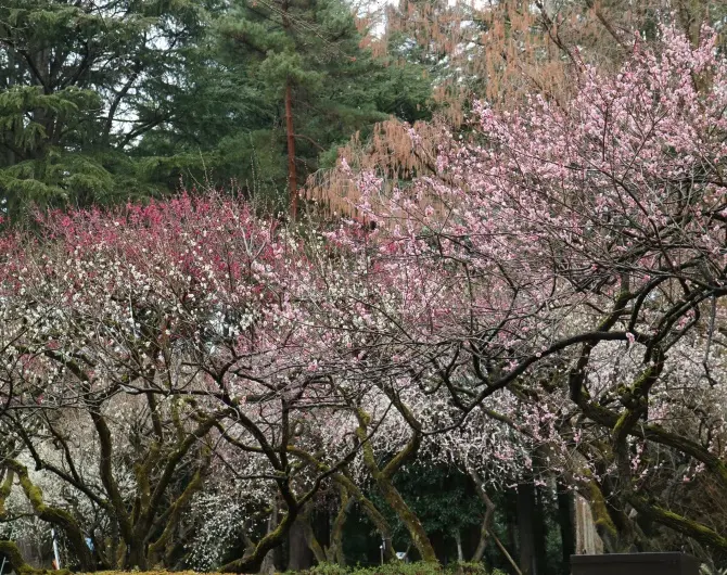 Kyoto Botanical Garden