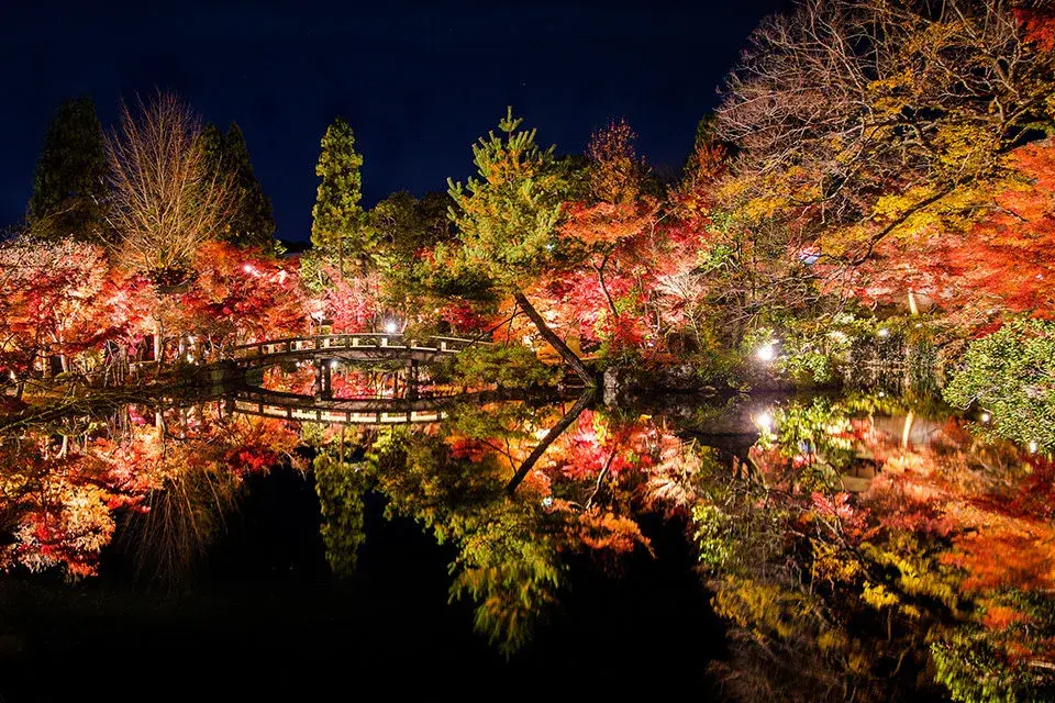 Kyoto Momiji gari