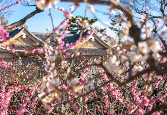 Kyoto's Plum Blossom Festival