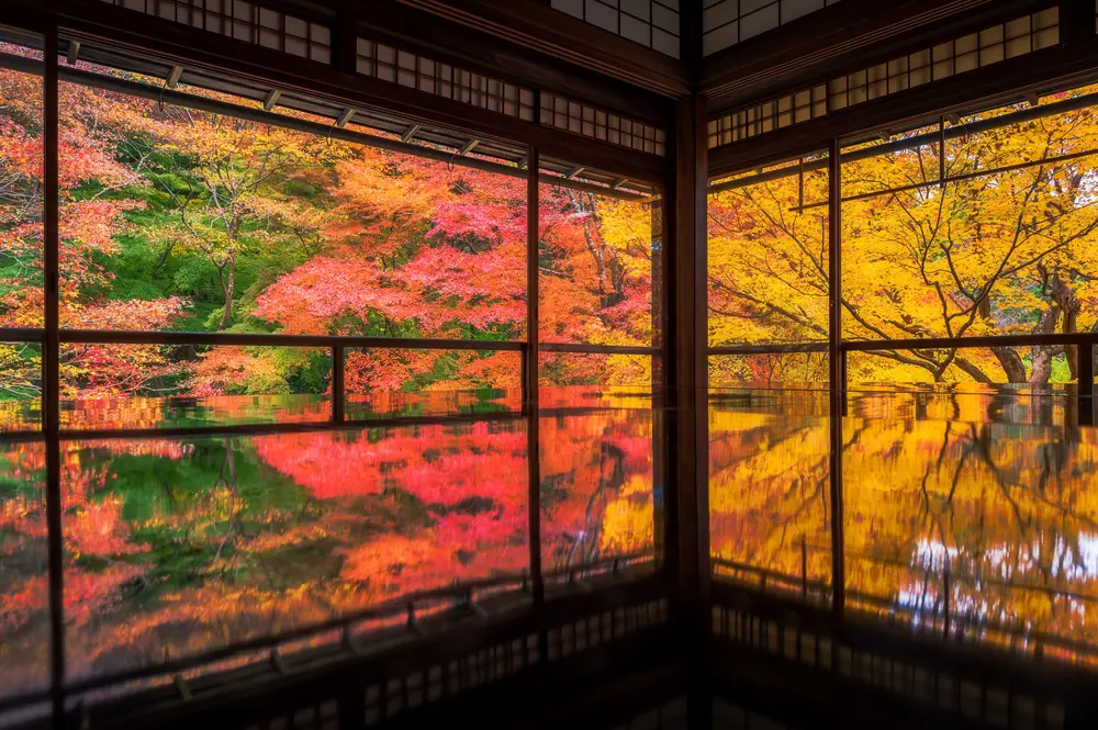 Kyoto Momiji gari