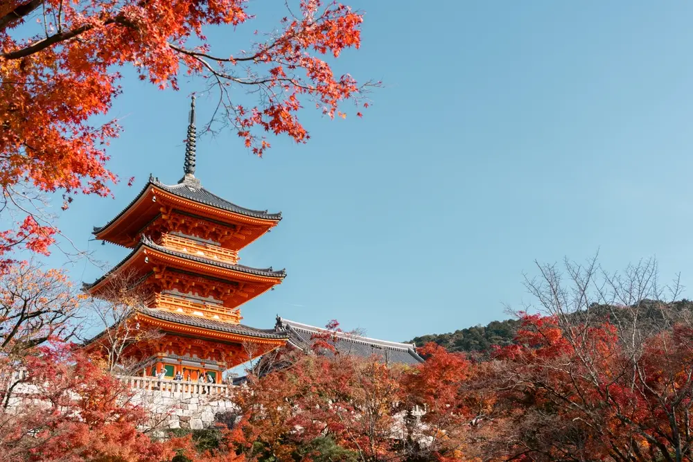 Kyoto Momiji gari