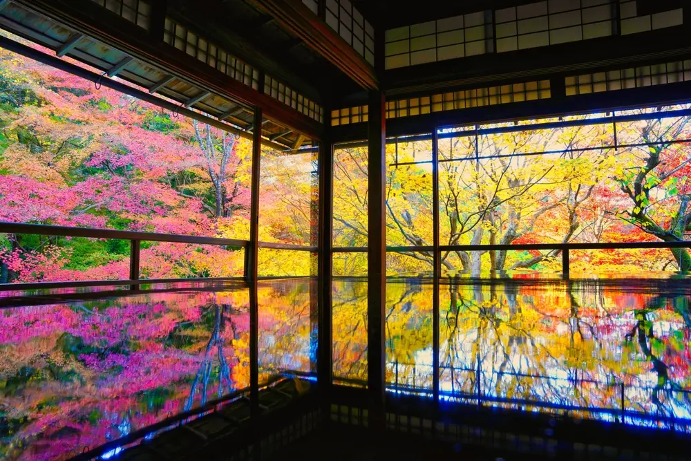 Kyoto Momiji gari