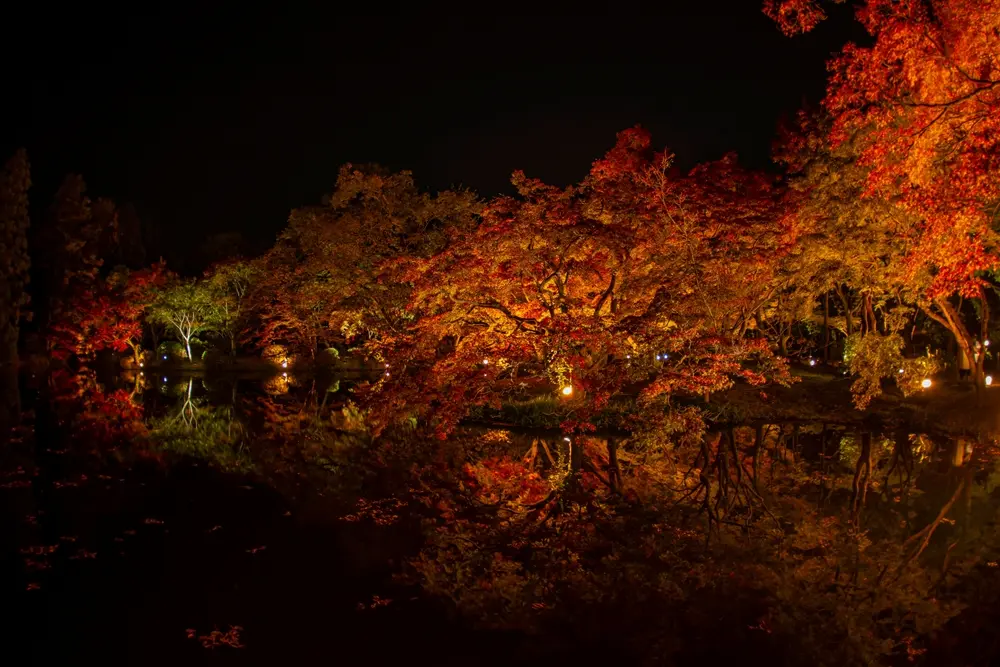 Kyoto Momiji gari