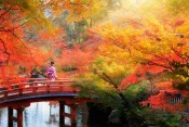 Kyoto Momiji gari