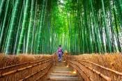 Kyoto Bamboo