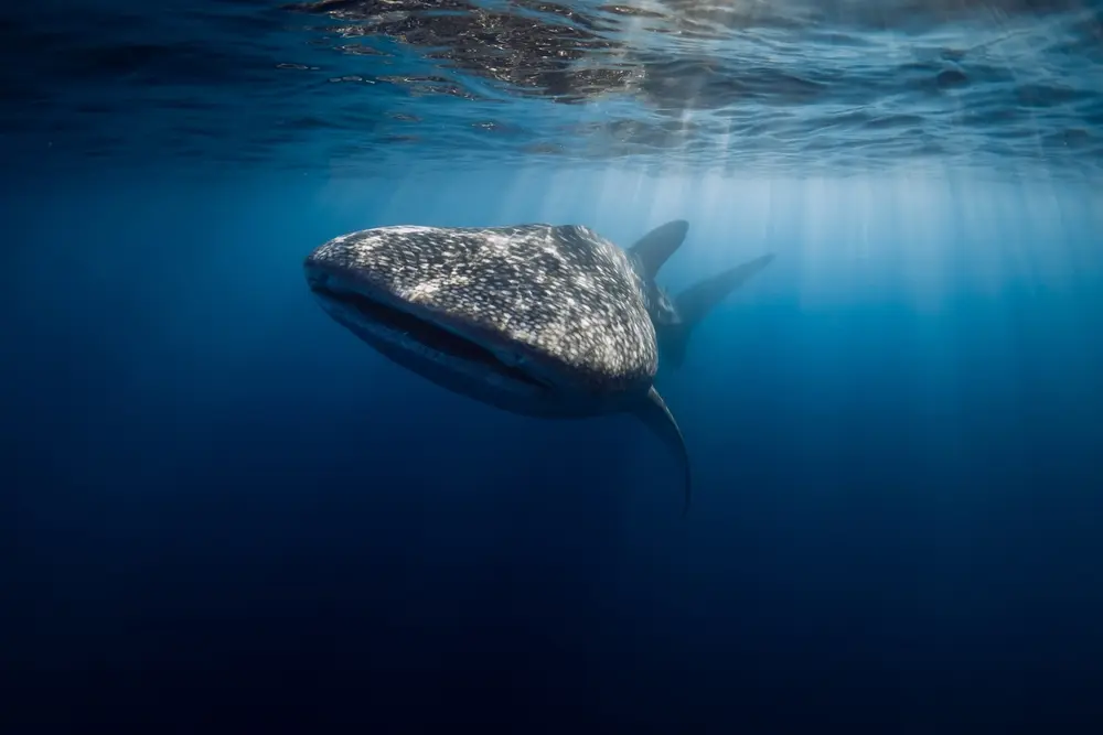 Whale Sharks