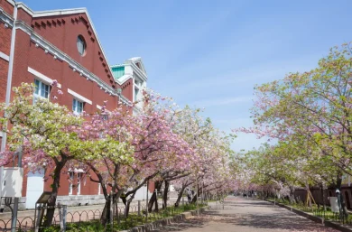 Osaka's Japan Mint Cherry Blossom Viewing