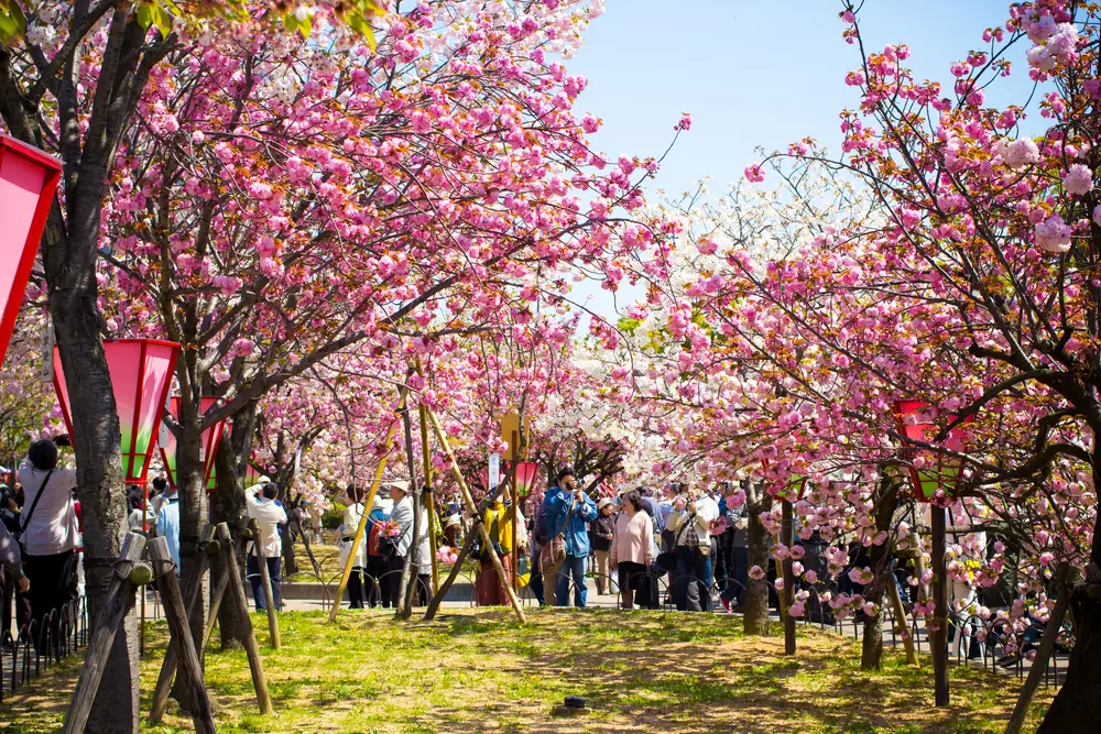 Osaka's Japan Mint Cherry Blossom Viewing