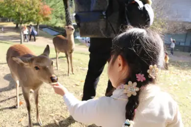 Nara Park