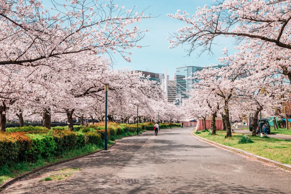 Osaka Sakuranomiya