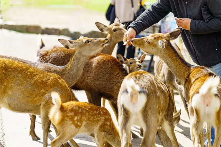 Nara Park