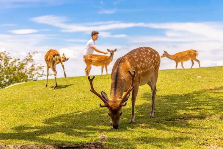 Nara Park