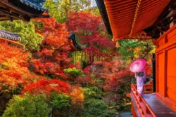 Japan in Autumn