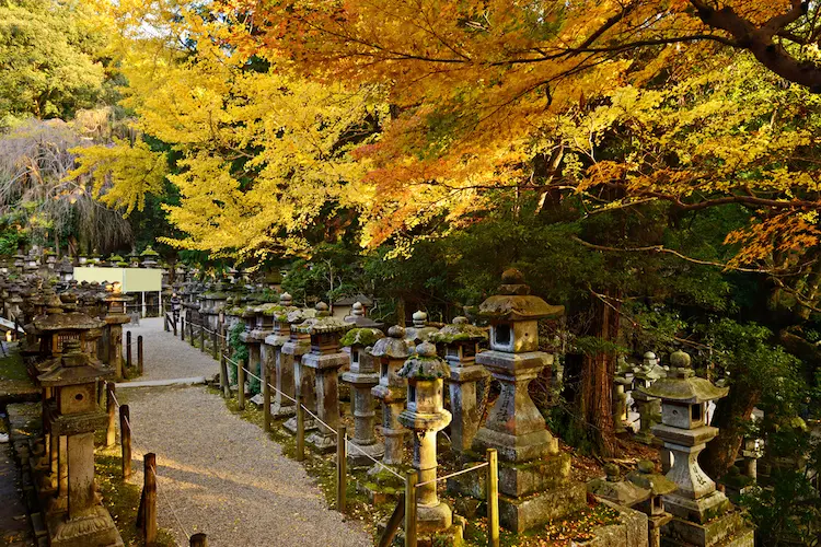 Kasuga taisya Autumn