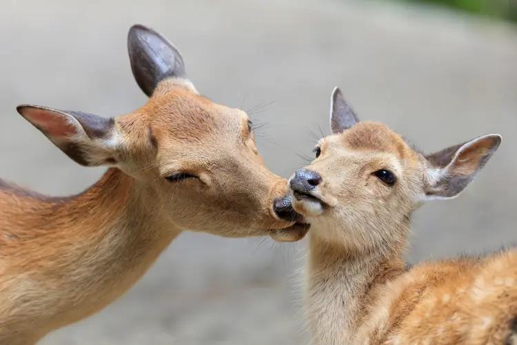 Nara Public Viewing of Mother and Fawn Deer