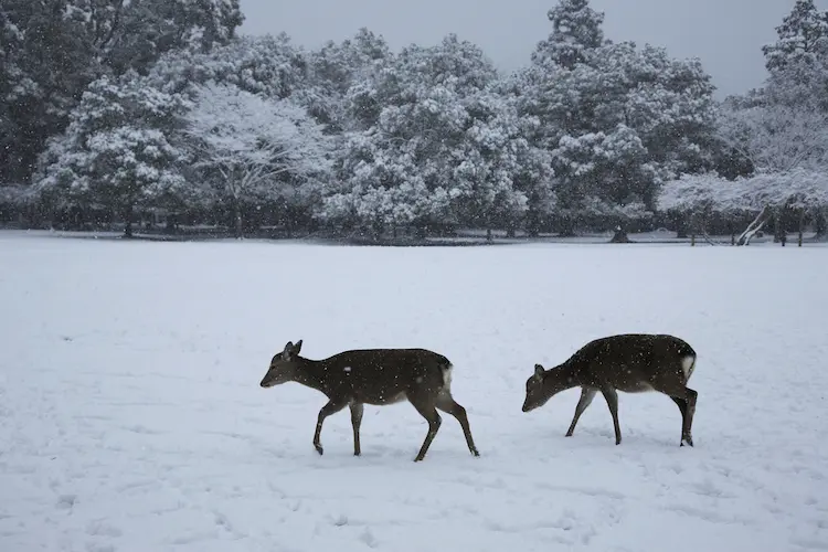 Nara in Winter