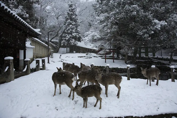 todai ji snow