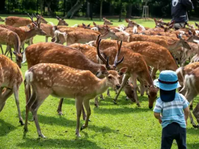 Winter Deer Gathering