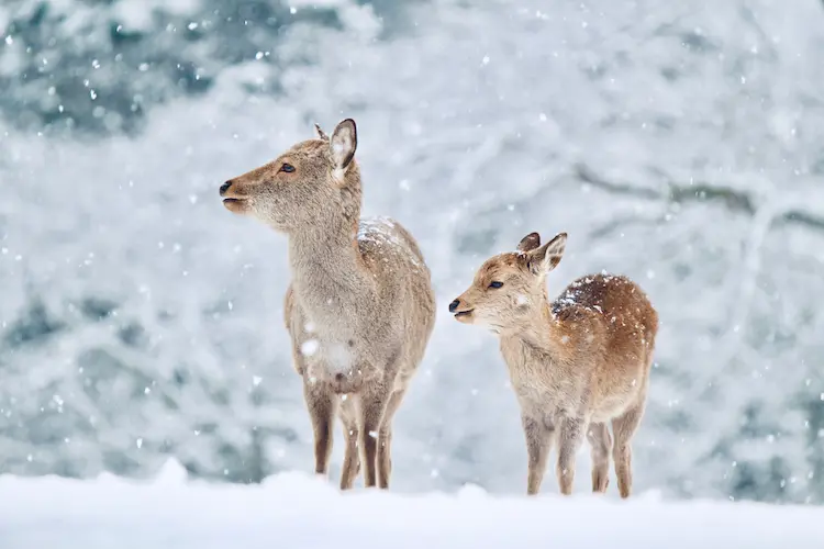 Nara in Winter