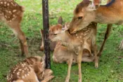 Nara Public Viewing of Mother and Fawn Deer