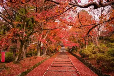 Kyoto in Autumn