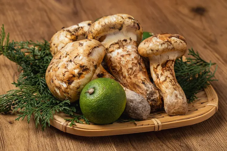 matsutake