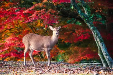 Nara Park Autumn