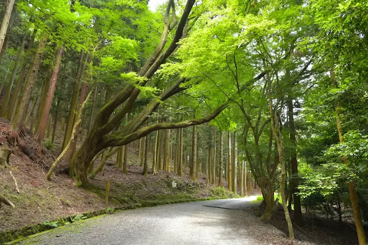 Kasugayama Primeval Forest