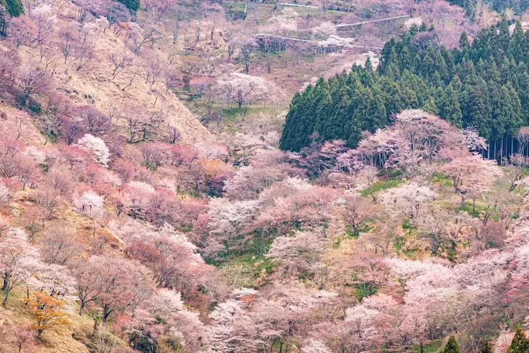 Yoshino Mountain