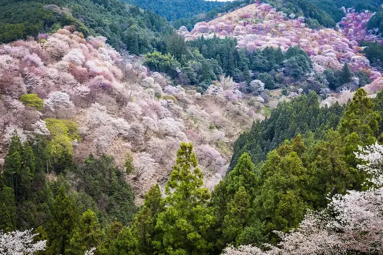 Yoshino Mountain